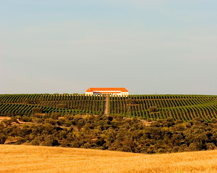 Palacio Quemado - Bodegas Alvear